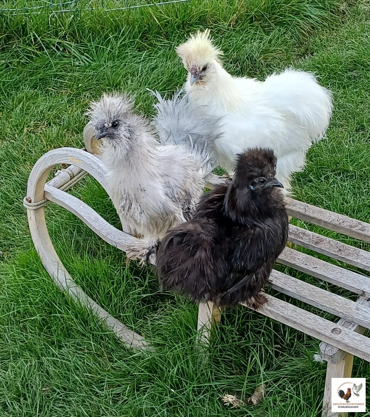 Us Silkies.jpg